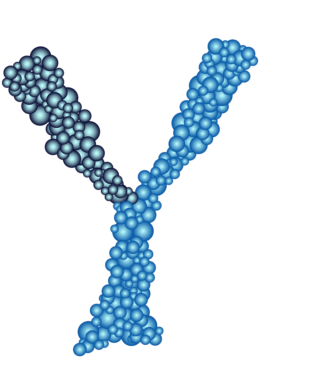 Illustration of a bispecific antibody engaging a myeloid cell